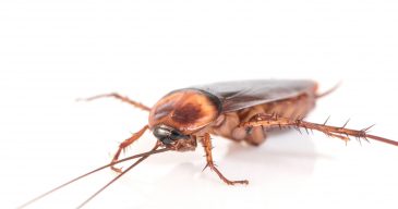 cockroach on white background