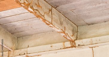 Termite Damage