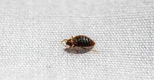 Bedbug1