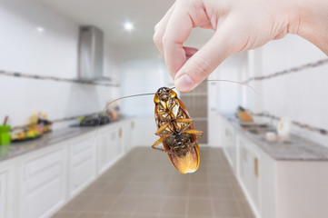 Cockroach-5