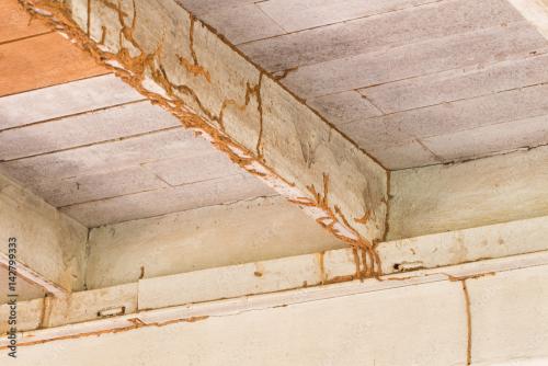 Termite Damage