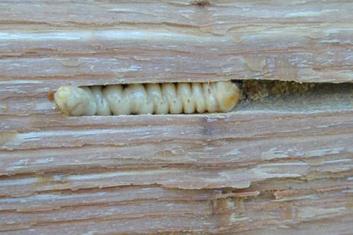 Wood-Borer-3