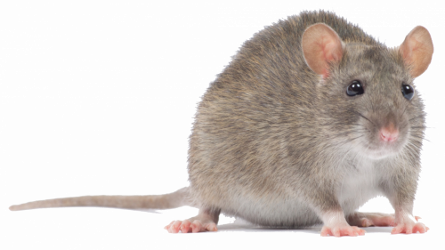 kisspng-computer-mouse-rodent-murids-black-rat-pc-mouse-5ab7377e8ca636.1484703215219567345761